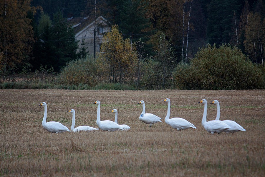 03 Joutsenet ja Antinmaki 30.9.2012.jpg